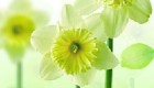 gratis : Juego de puzzle de flores - 11