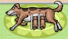 gratis : Cuidar cachorros de perro
