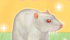 gratis : Juego de cuidar un ratón - 11
