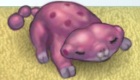 Maxcotas