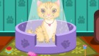gratis : Cuidar a gatos