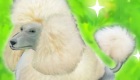 gratis : Juego de caniche