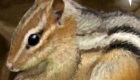 gratis : Adorable ardilla - 11