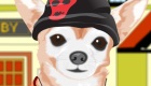 vestir : Vestir a un perro