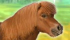 gratis : Mi mascota poni
