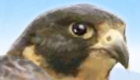 gratis : Juego de halcón mascota - 11