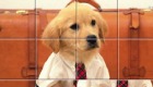 gratis : Juego de puzzle de animales