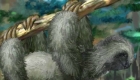 gratis : Jugar con una mascota perezosa - 11