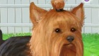 gratis : Juego de un perro Yorkshire