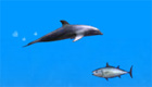 gratis : Doby, el delfín.