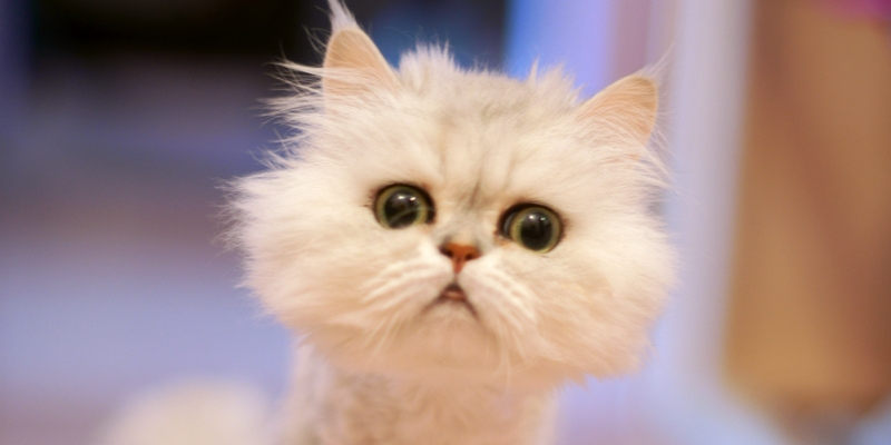 Los vídeos de gatos más divertidos - Blog de cosas divertidas - Juegos